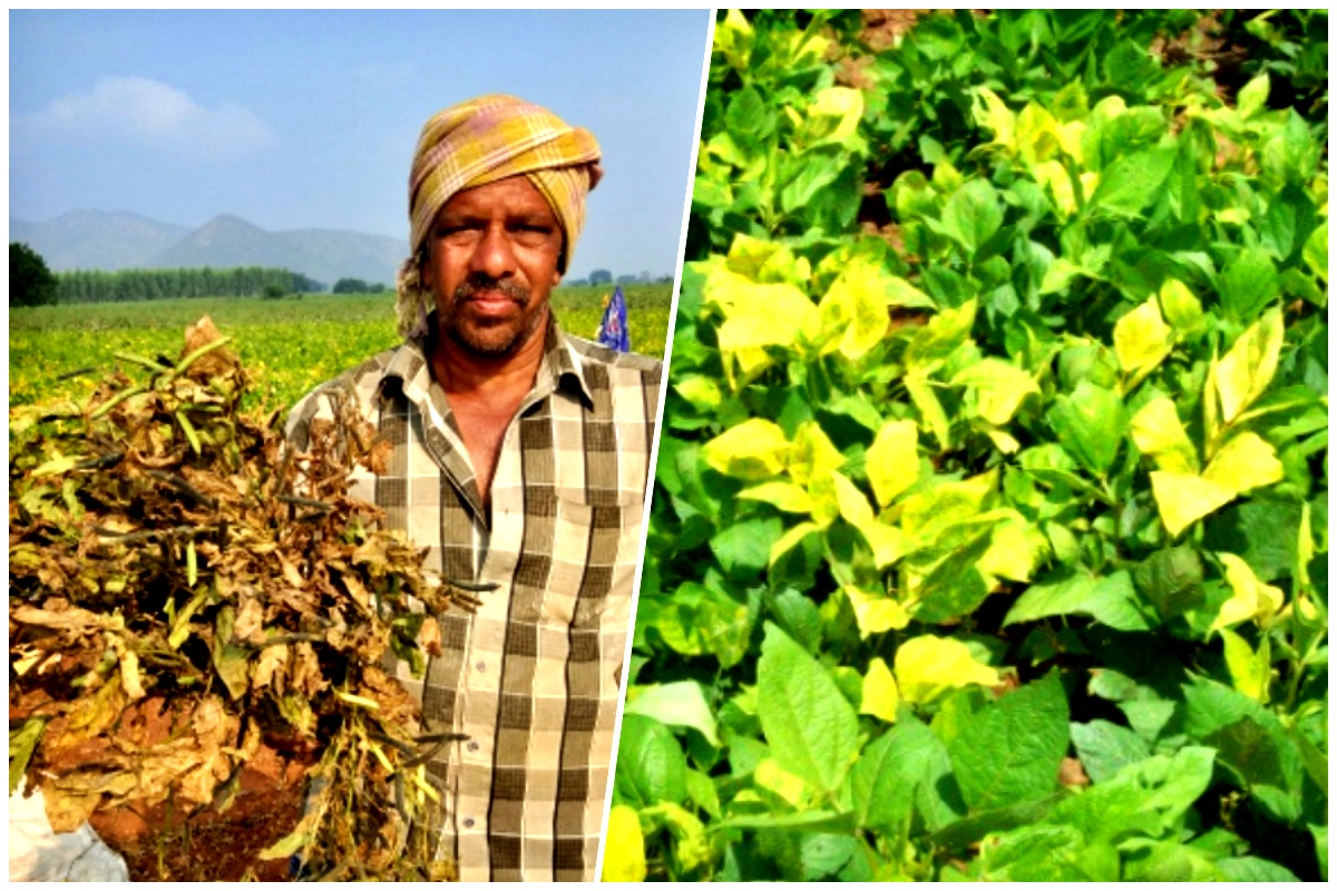 यलो मोझॅक