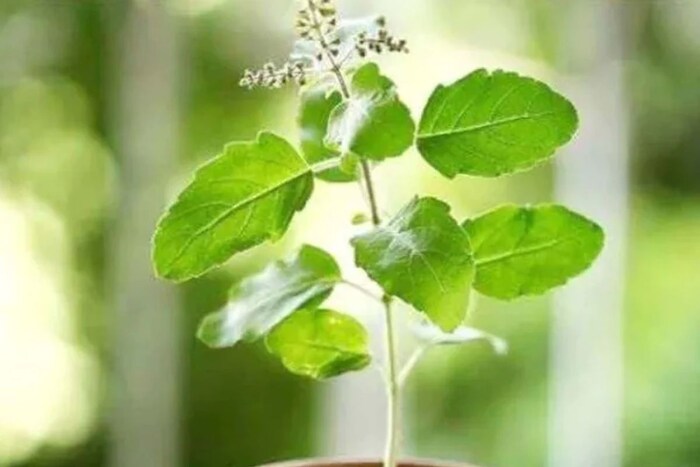 तुळस : तुळशीमधील औषधी गुणधर्म गॅस कमी करू शकतात, भूक वाढवू शकतात, पेटके दूर करू शकतात आणि संपूर्ण पचन सुधारू शकतात. तुळशीमधील युजेनॉल पोटातील ऍसिडचे प्रमाण कमी करते.