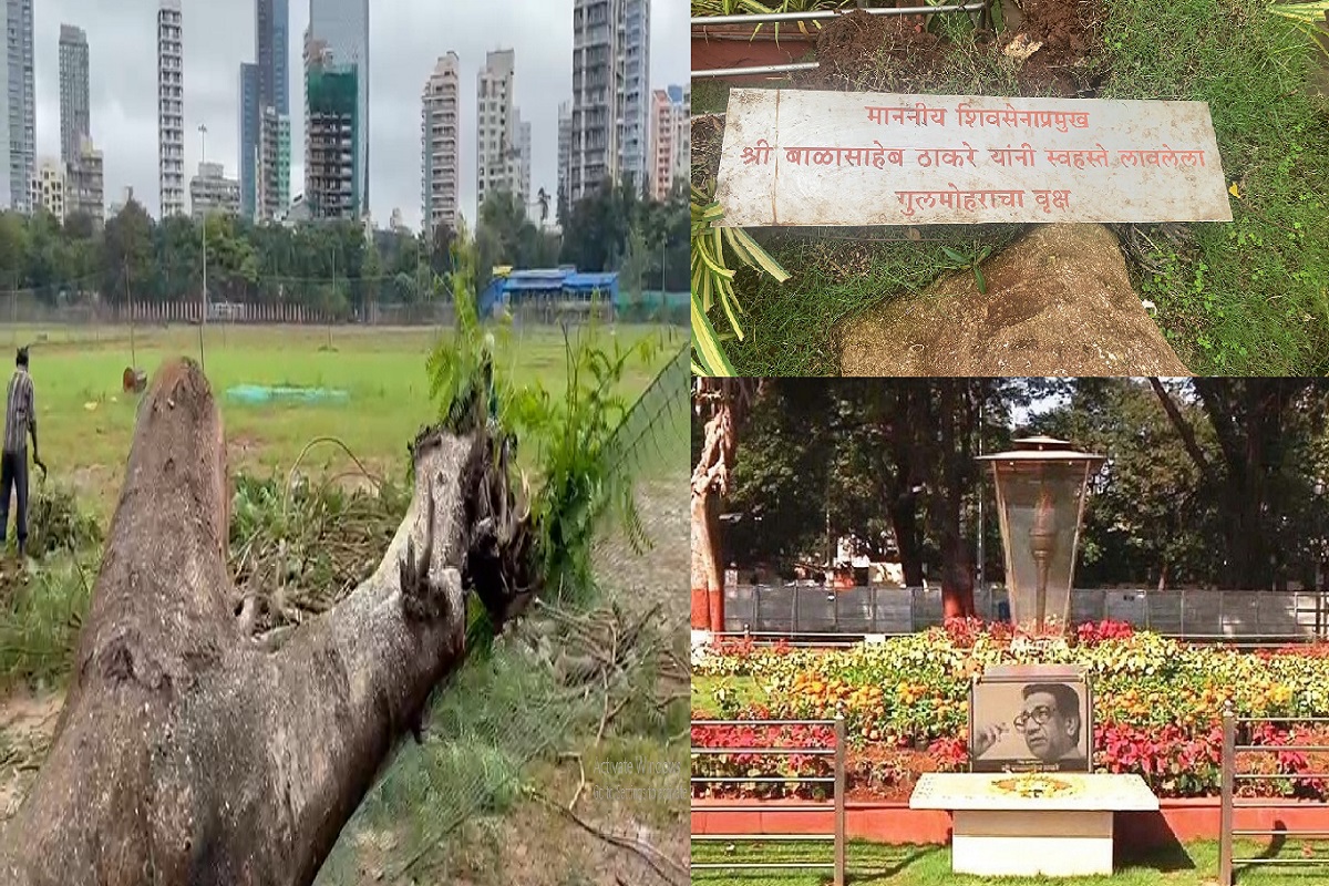 गुलमोहराचे जे झाड कोसळले ते बाळासाहेबांनीच लावलेले होते. झाड कोसळल्यामुळे स्मृतीस्थळाच्या कुंपणाचे नुकसान झाले आहे.