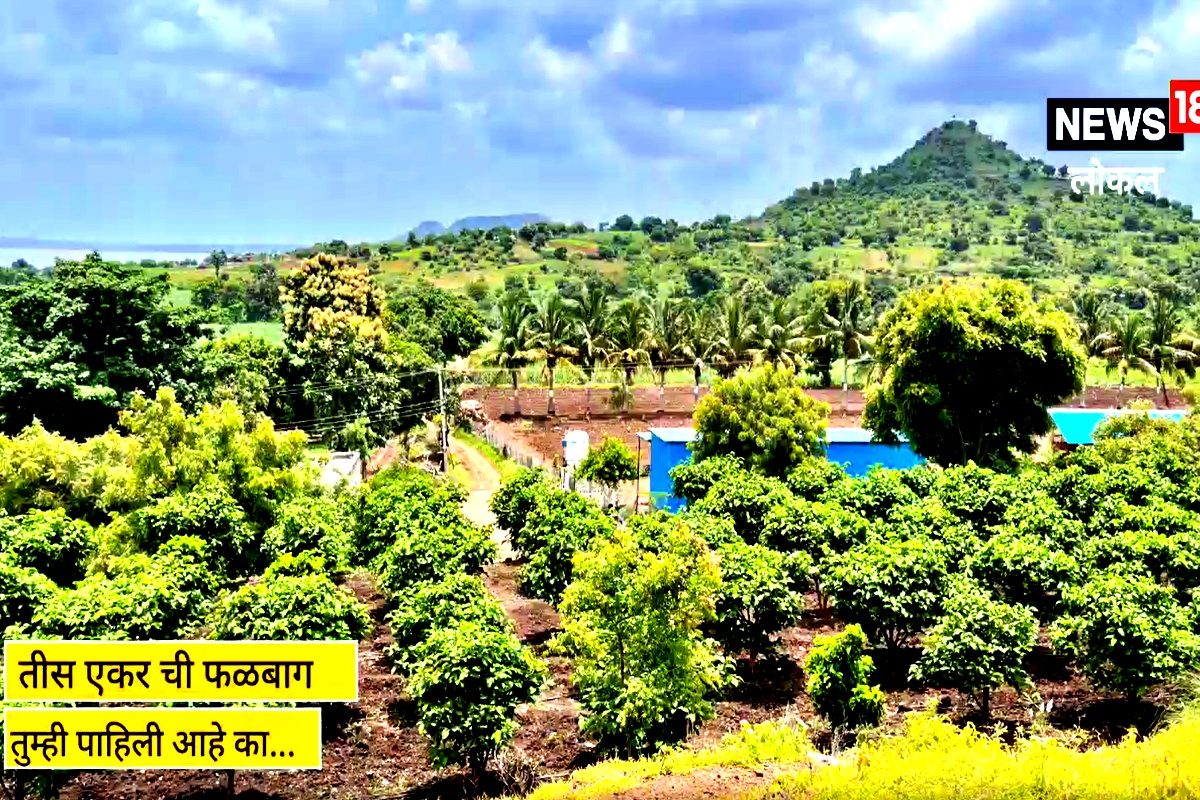 Beed : दुष्काळी भागात फुलवली ‘फळबाग’; आता शेतीतून लाखोंची कमाई, पाहा VIDEO