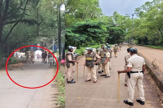 पोलीस आणि वन अधिकारी थकले, बिबट्याच्या रेस्क्यू ऑपरेशनचा LIVE VIDEO