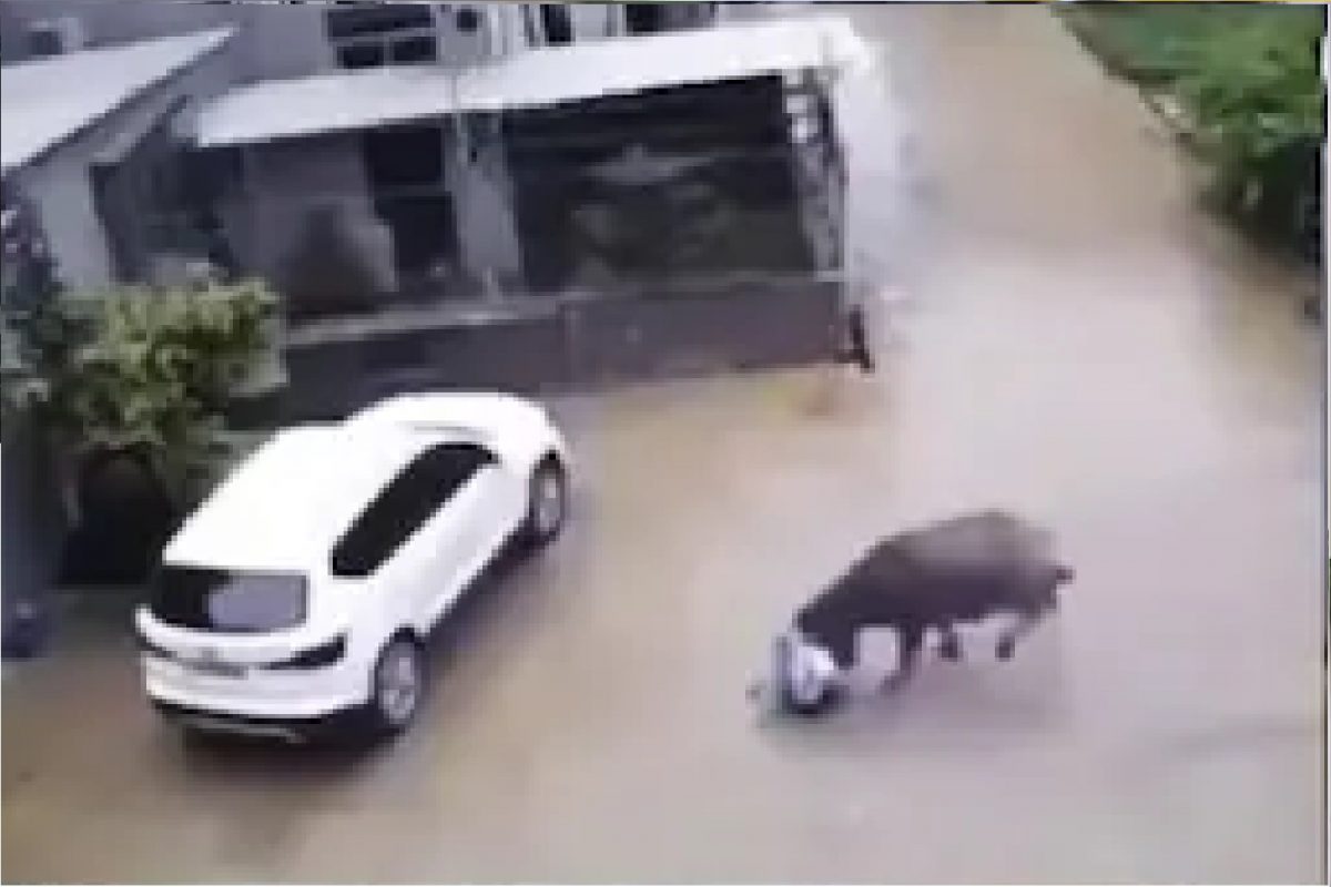 VIDEO - शिंगांवरून हवेत उडवत जमिनीवर आपटत होता रेडा; निर्जीव कारने वाचवला मुलाचा जीव