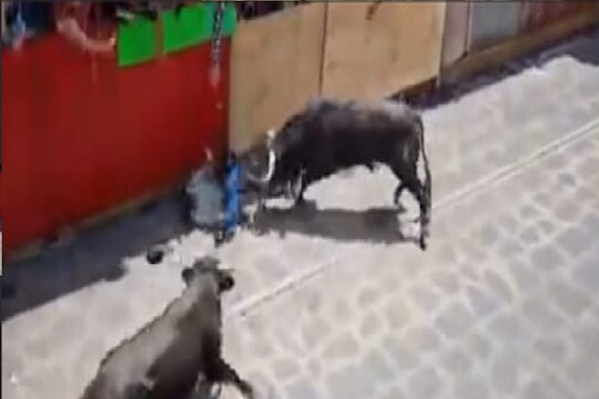 VIDEO - आधी हवेत उडवून जमिनीवर आपटलं नंतर खुपसत राहिला शिंगं; चवताळलेल्या रेड्याने तरुणाची केली भयंकर अवस्था