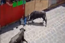 VIDEO-आधी हवेत उडवून आपटलं नंतर खुपसत राहिला शिंगं; रेड्याचा तरुणावर भयंकर हल्ला VIDEO-आधी हवेत उडवून आपटलं नंतर खुपसत राहिला शिंगं; रेड्याचा तरुणावर भयंकर हल्ला