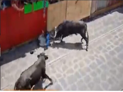 रेड्यांच्या स्पर्धेत एका रेड्याने तरुणावर खतरनाक हल्ला केला आहे. 
