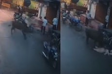 VIDEO - शिंगावर घेऊन उडवत, आपटत, फरफटत नेलं; बैलाचा वृद्ध महिलेवर भयंकर हल्ला