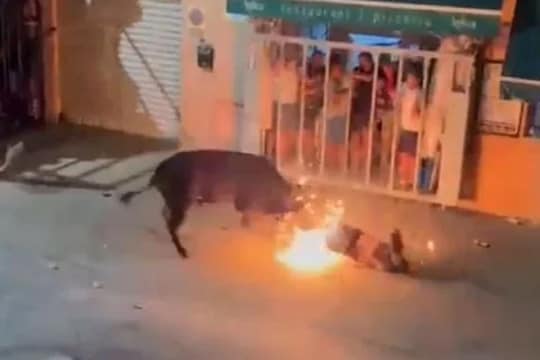 मौजमस्तीसाठी बैलाच्या शिंगाला आग लावली; पण त्यानंतर जे घडलं, त्याचा विचार करणं अशक्य