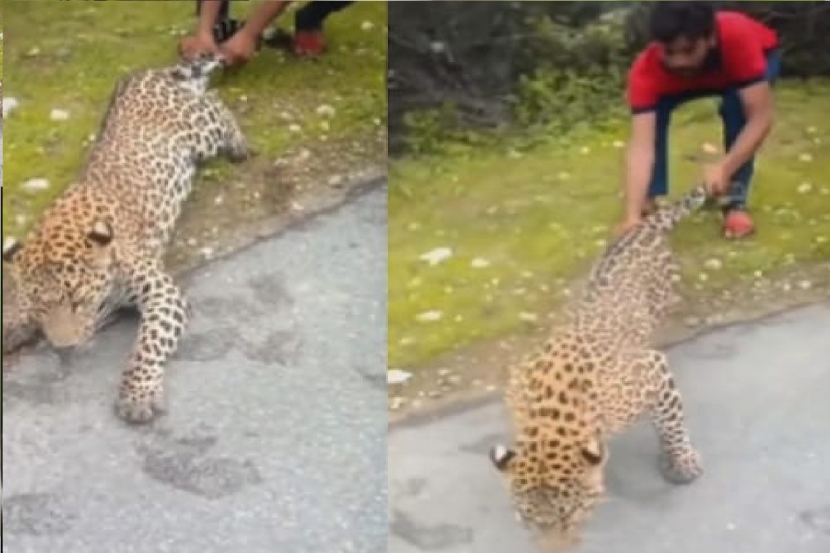 माणसांनी बिबट्याची केली भयंकर अवस्था.