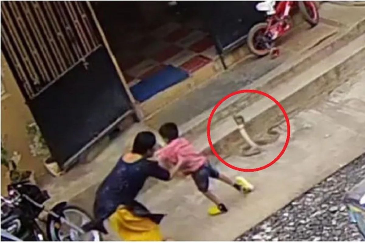 Shocking Video : मुलाने चुकून ठेवला पाय; फणा काढलेल्या कोब्र्यापासून आईने लेकाला असं वाचवलं!