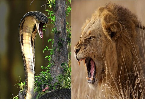 King cobra fight with lion animal fighting video viral on social media mhpl  - एकमेकांवर तुटून पडले सिंह आणि क्रोबा; 2 किंगच्या फायटिंगमध्ये कोणी मारली  बाजी पाहा VIDEO – News18 लोकमत