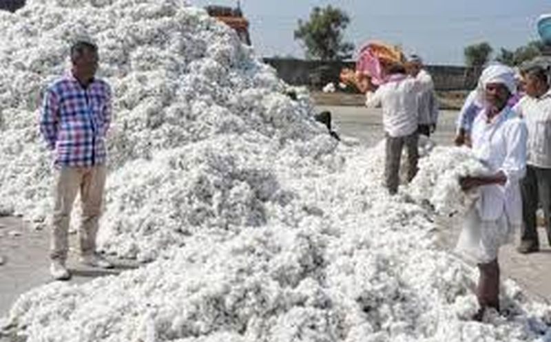 Cotton Rate : कापसाच्या दरात मोठी वाढ शेतकऱ्यांना अच्छे दिन तर सूत गिरण्या संकटात?