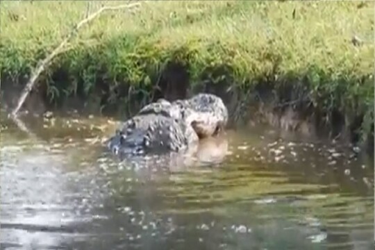 मगरीनेच मगरीला खाल्लं.