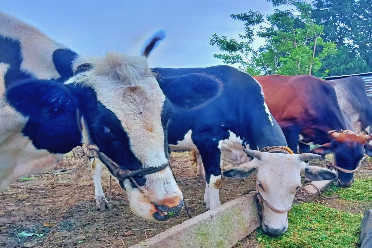 पशुपालन व्यवसाय