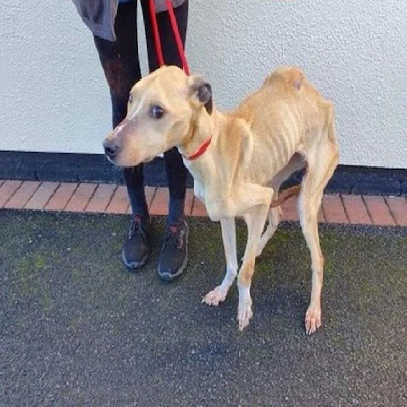 फोटो सौजन्य - RSPCA/Daily Star