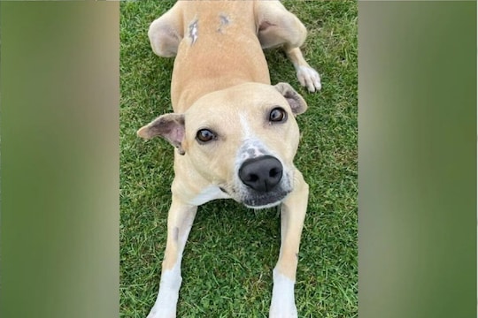 कुत्र्याच्या शेपटीमुळे मालकाची तुरुंगात रवानगी. (फोटो सौजन्य - RSPCA/Daily Star)