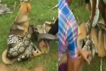 श्वानासाठी मुलांनी अजगराच्या विळख्यात टाकले चिमुकले हात; शेवट काय पाहा VIDEO श्वानासाठी मुलांनी अजगराच्या विळख्यात टाकले चिमुकले हात; शेवट काय पाहा VIDEO