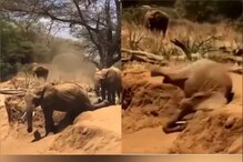 आईची नक्कल करता करता पिल्लाचा गेला तोल; हत्तींचा मजेशीर VIDEO होतोय VIRAL