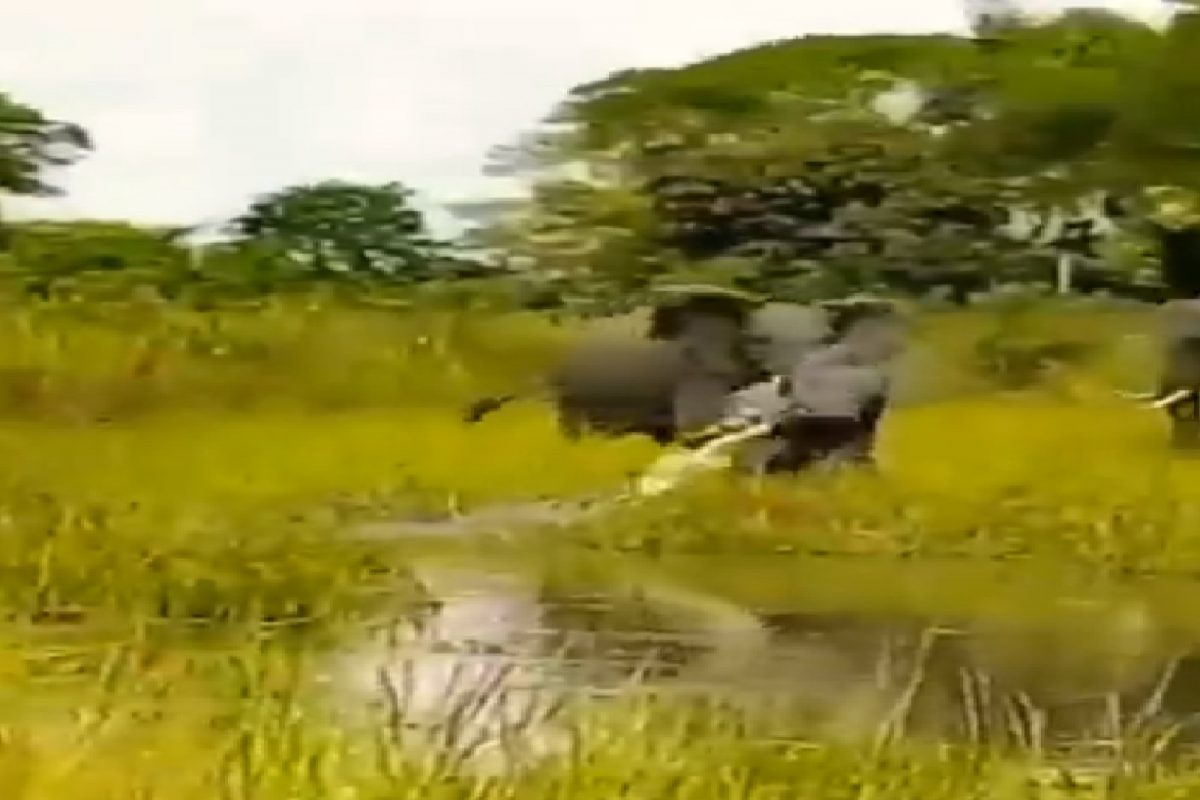 मगरीने पिल्लाला जबड्यात धरलं, वाचवण्यासाठी आईने पायाखाली तुडवून मारलं; पाहा VIDEO