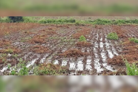 Farmer Rain Damage : शिंदे सरकार शेतकऱ्यांच्या तोंडाला पाने पुसणार, जुन्या पद्धतीनेच अतिवृष्टीची नुकसान भरपाई देणार