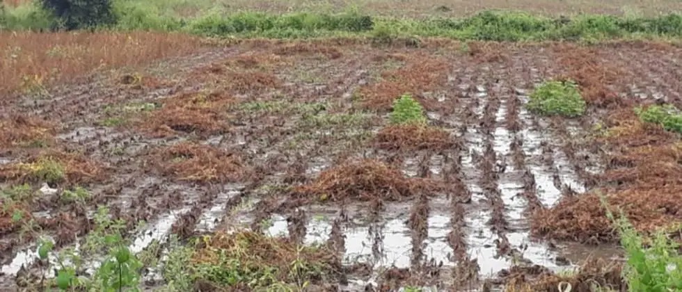 Farmer Rain Damage : शिंदे सरकार शेतकऱ्यांच्या तोंडाला पाने पुसणार, जुन्या पद्धतीनेच अतिवृष्टीची नुकसान भरपाई देणार