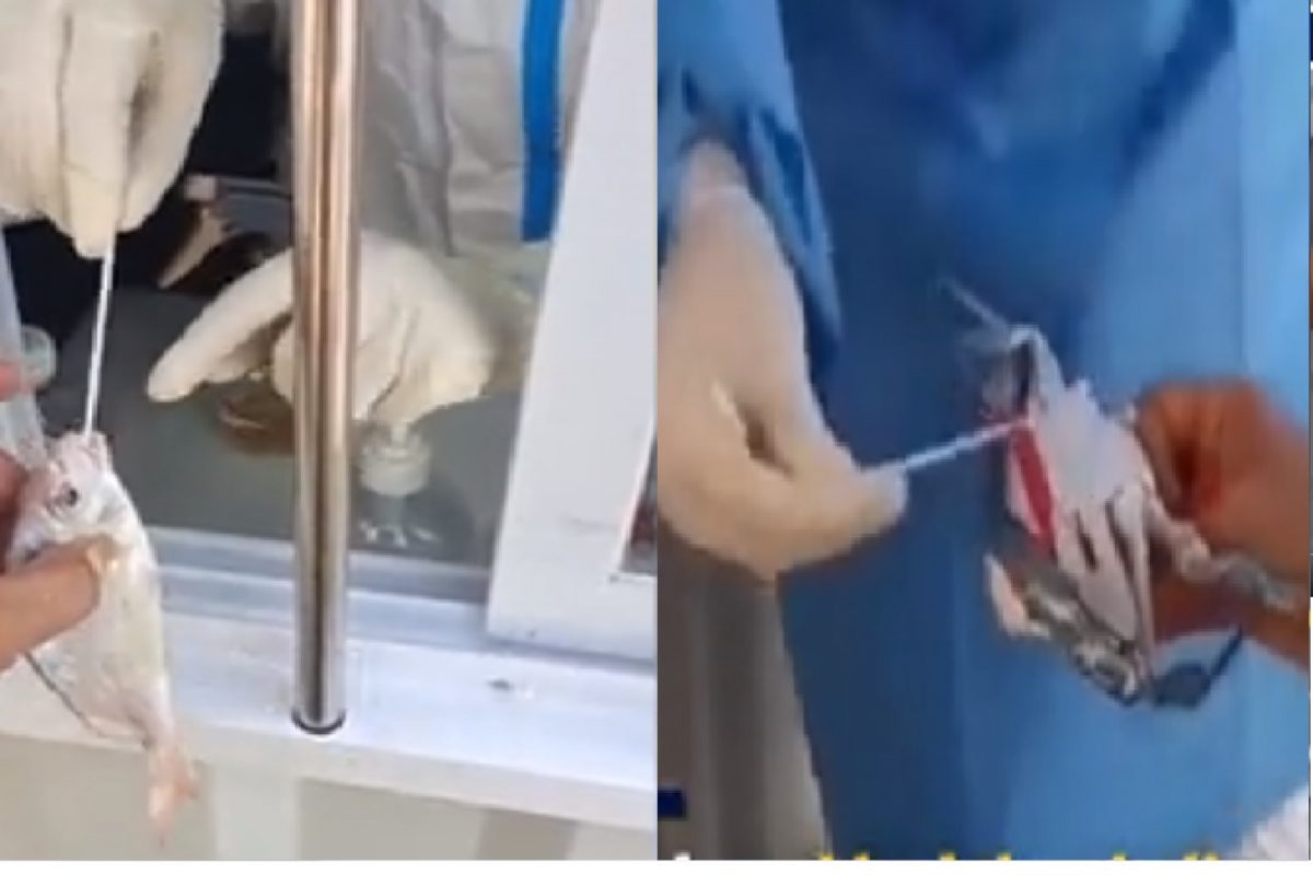 मासे-खेकड्यांची कोरोना टेस्ट (फोटो सौजन्य - ट्विटर व्हिडीओ स्क्रिनशॉट)