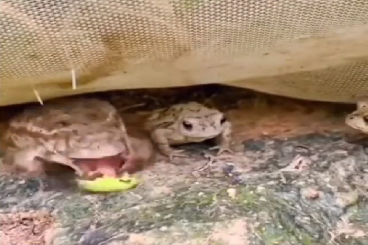 VIDEO - खाताच बेडकांना बसला '440 व्होल्टचा झटका'; कोण आहे हा किडा तुम्ही सांगू शकता का?