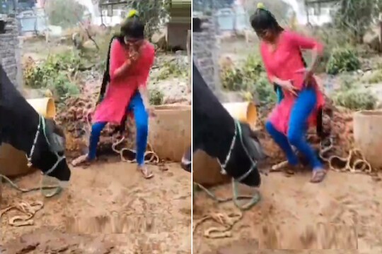 म्हशीसमोर डान्स करणं तरुणीला भलतंच महागात पडलं, नक्की काय घडलं? पाहा व्हिडीओ