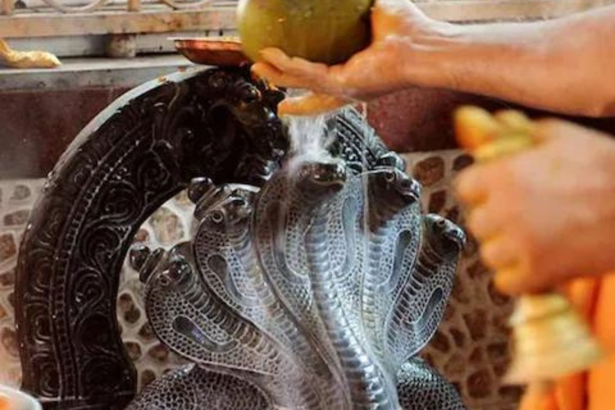 Nagpanchami 2022 : नागपंचमीला नागांची पूजा केल्यास मिळतील हे लाभ; काय आहे पौराणिक महत्त्व?