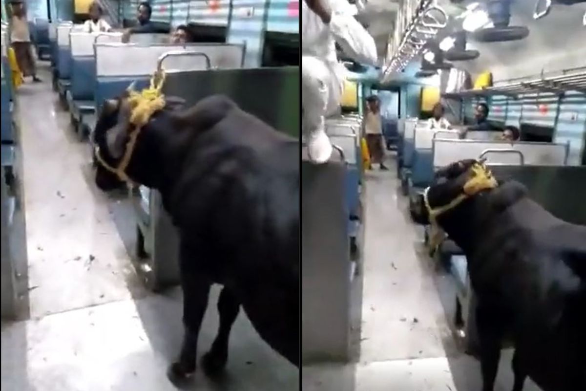 शहरातील सुविधांचा वळूनेही घेतला लाभ; लोकल ट्रेनने केला 15 KM प्रवास, विचित्र घटनेचा VIDEO