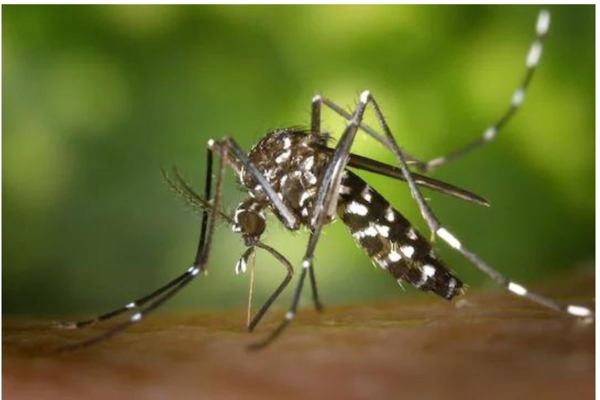 ऐकावं ते नवलच! डास, माशांना पळवण्यासाठीही मोबाईल अॅप; धूर आणि उग्र वासापासून होईल सुटका