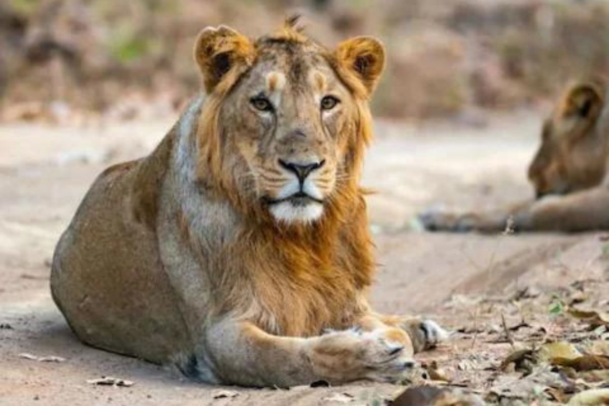 3 वर्षात 3 वेळा एकाच ठिकाणी सिंहाचा जीवघेणा हल्ला; Shocking आहे या तरुणाची कहाणी