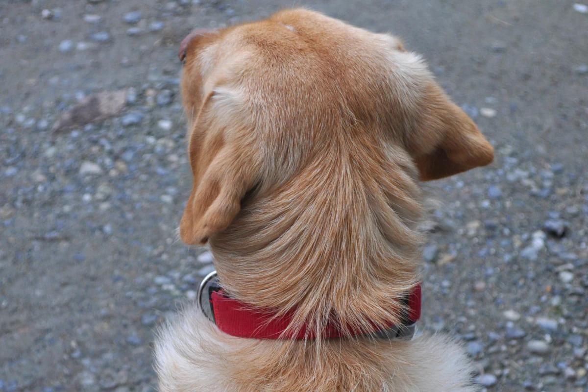 प्रतिकात्मक फोटो