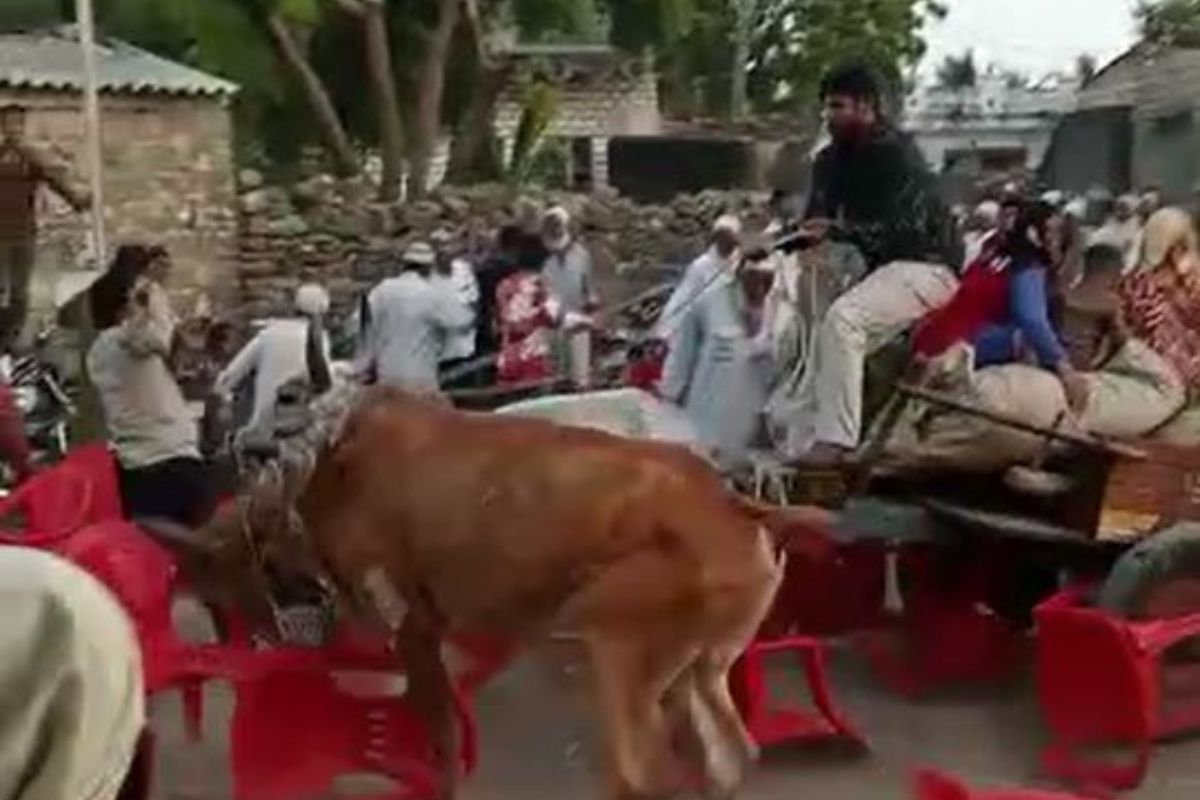 सभा सुरू असतानाच भडकलेले बैल गर्दीत शिरले; नागरिकांची तारांबळ, पुढे काय घडलं बघा, VIDEO