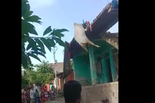  सिमेंट काँक्रीटचा रोड असल्याने या घटनेत नंदीबैल गंभीररित्या जखमी झाला.