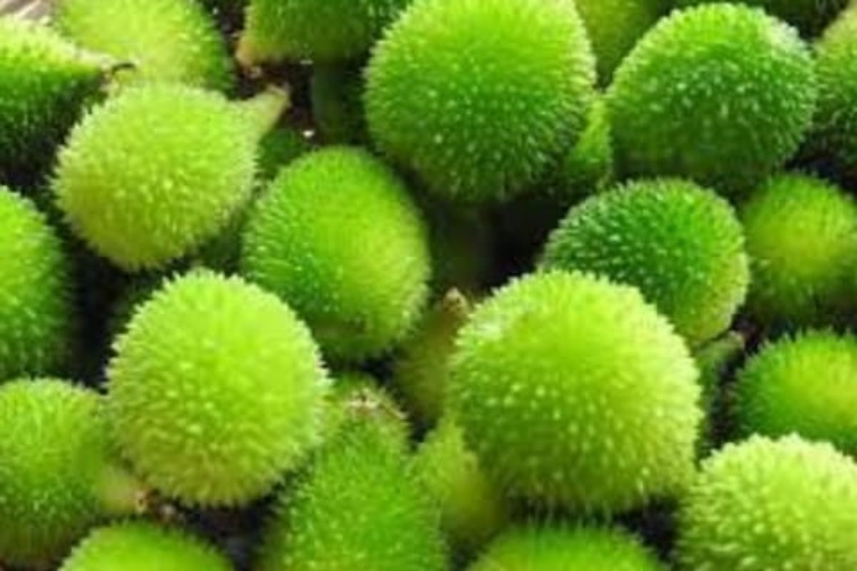 कर्टुलाची भाजी खाण्याचे फायदे