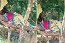 झाडाखाली झोपलेल्या महिलेच्या पाठीवर बसला King Cobra, व्हिडीओ थक्क करणारा झाडाखाली झोपलेल्या महिलेच्या पाठीवर बसला King Cobra, व्हिडीओ थक्क करणारा