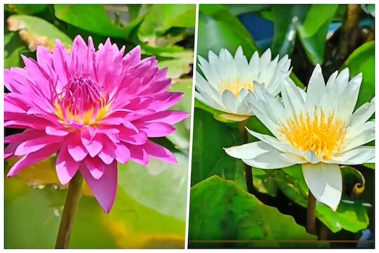 टेरेस गार्डनमध्ये बहरले राष्ट्रीय फूल; छंदातून जोपासल्या 80 प्रजाती, VIDEO