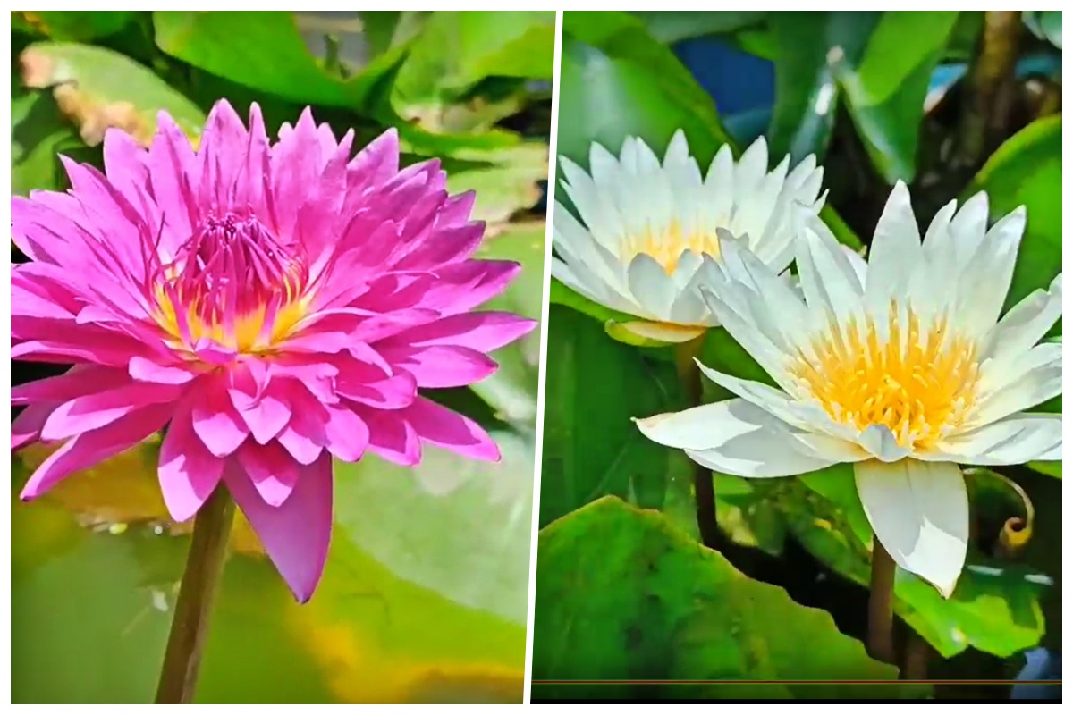 टेरेस गार्डनमध्ये बहरले राष्ट्रीय फूल; छंदातून जोपासल्या 80 प्रजाती, VIDEO