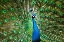 Peacock Dream Meaning : स्वप्नात अशाप्रकारे मोर दिसणं म्हणजे शुभ संकेत; प्रेमासोबत नोकरी-व्यवसायातही होते प्रगती Peacock Dream Meaning : स्वप्नात अशाप्रकारे मोर दिसणं म्हणजे शुभ संकेत; प्रेमासोबत नोकरी-व्यवसायातही होते प्रगती