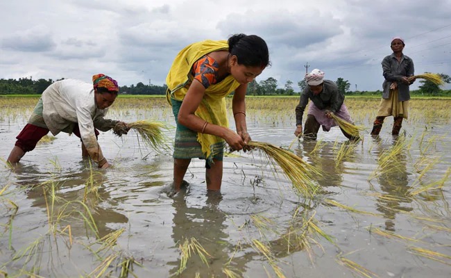 Monsoon Rain Update : शेतकऱ्यांना मोठा फटका बसणार, यंदा मान्सून लवकर जाणार हवामान विभागाची सूचना