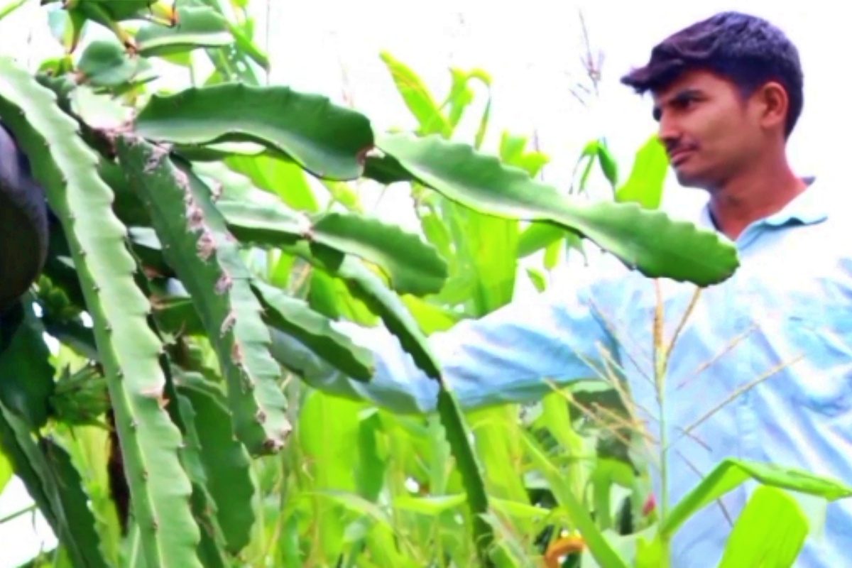 शेतकरी बाळकृष्ण साळुंखे