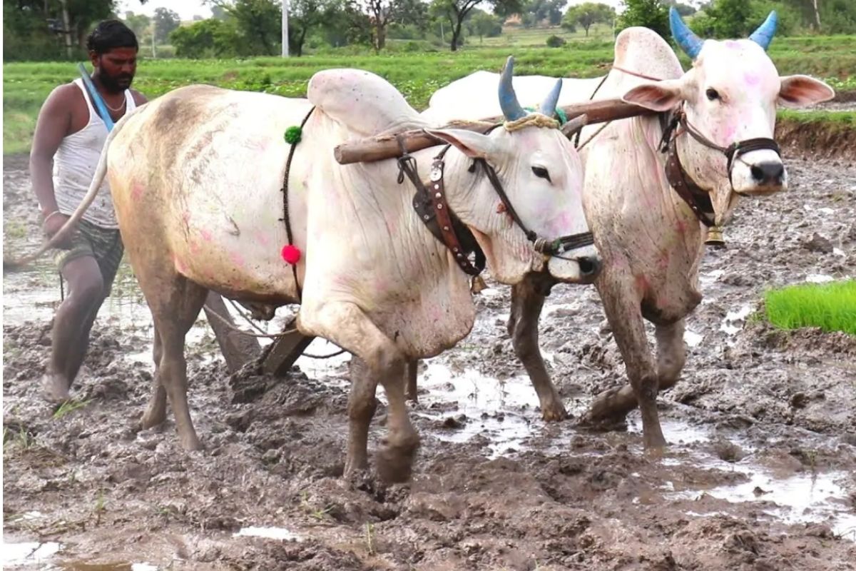 असा साजरा केला जातो पोळा