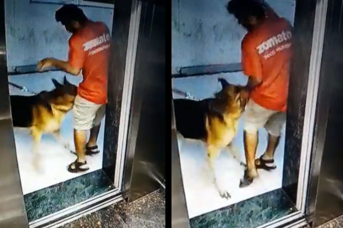 धक्कादायक Video, झोमॅटोच्या डिलिव्हरी बॉयला नको त्या ठिकाणी चावला कुत्रा; तरुण रुग्णालयात