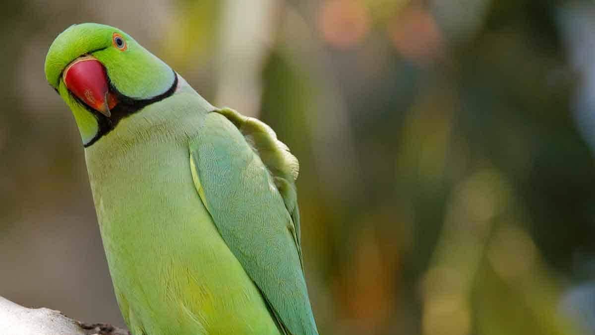 Pune Police : 'तुमचा पोपट माझी दुपारची झोप मोड करतो' पुणेकराने केली पोलिसांत तक्रार