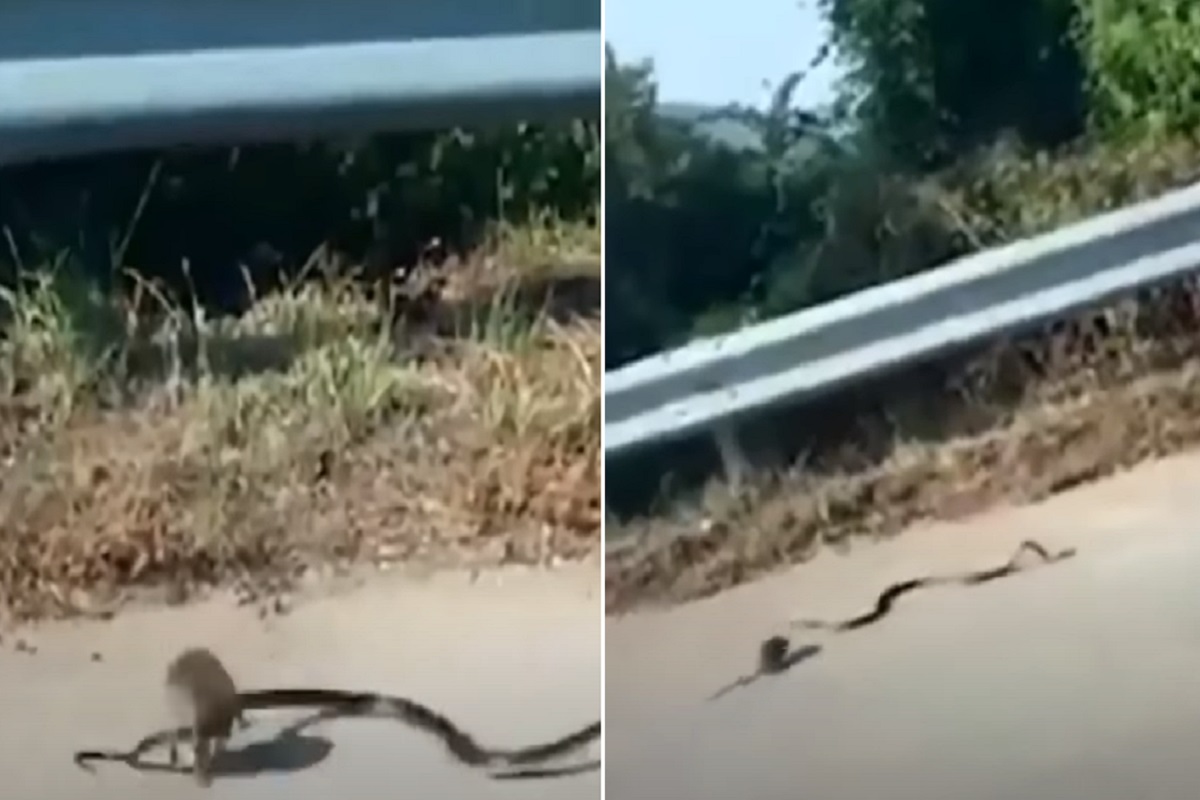 जेव्हा उंदीर आणि क्रिंग कोब्रा एकमेकांशी भिडतात, VIDEO पाहून उडेल थरकाप