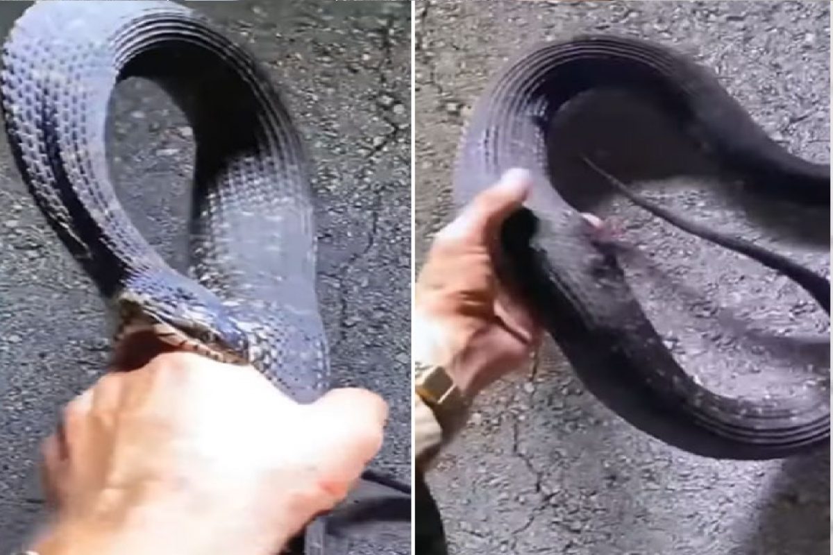 सापाने केला व्यक्तीवर हल्ला.