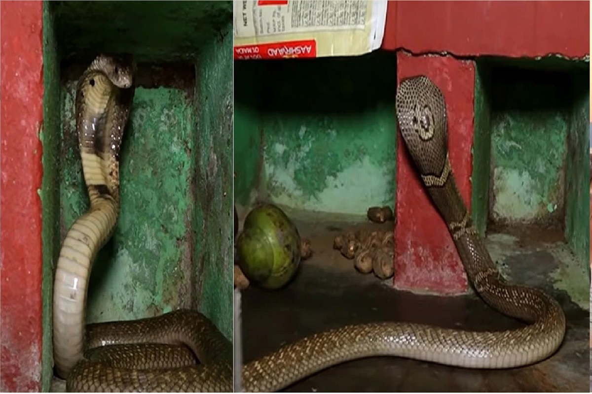 बापरे बाप! किचनमध्ये लपून बसला होता खतरनाक कोब्रा साप, हात लागला आणि...; अंगावर काटा आणणारा VIDEO VIRAL