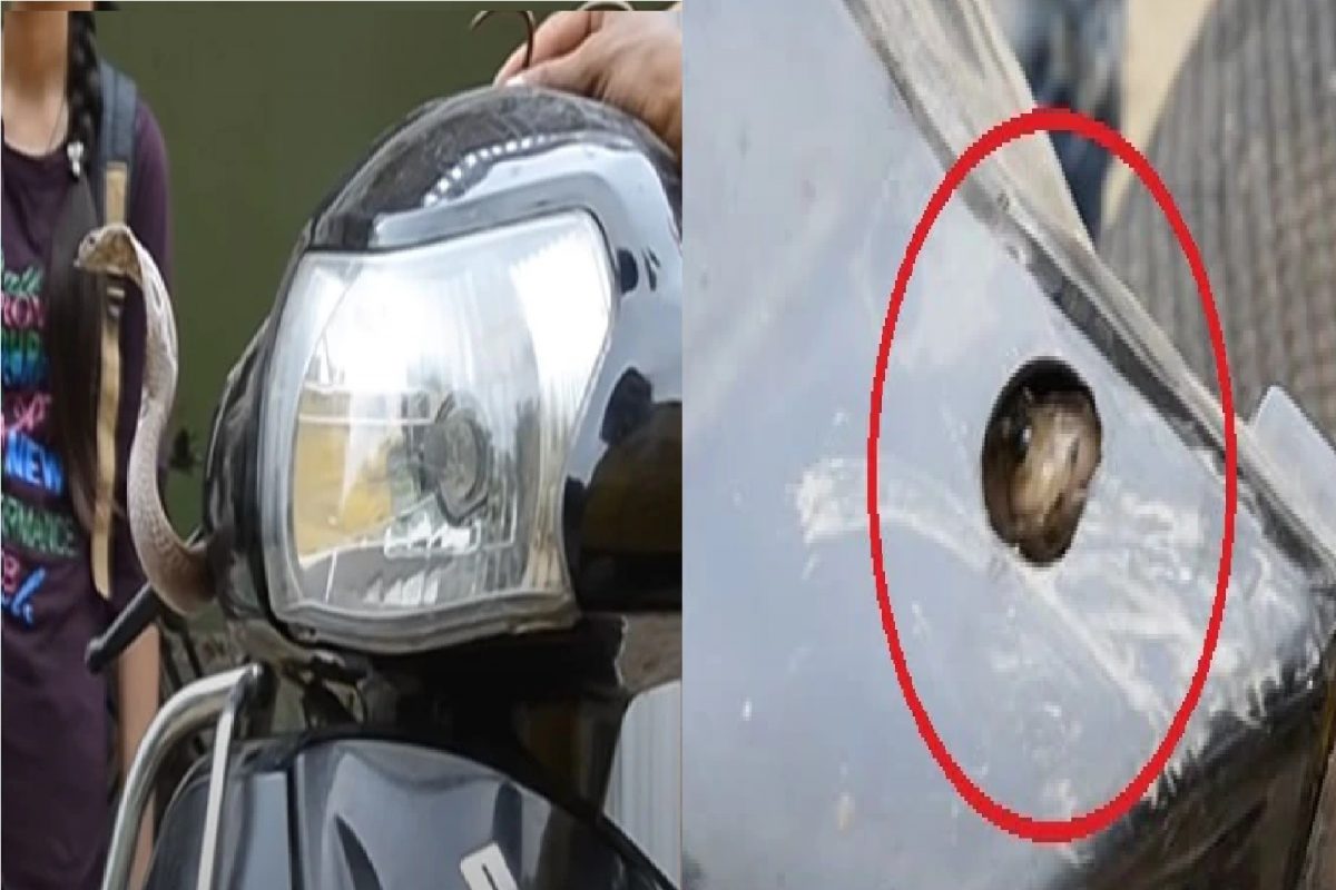 VIDEO - स्कूटीच्या फ्रंट पार्टमधून येत होता विचित्र आवाज; उघडताच फणा काढून उभा राहिला साप आणि...