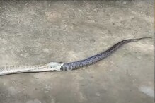 OMG! भुकेल्या सापाने दुसऱ्या सापाला गिळलं पण...; शेवटही धक्कादायक; Watch Video OMG! भुकेल्या सापाने दुसऱ्या सापाला गिळलं पण...; शेवटही धक्कादायक; Watch Video