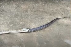 OMG! भुकेल्या सापाने दुसऱ्या सापाला गिळलं पण...; शेवटही धक्कादायक; Watch Video